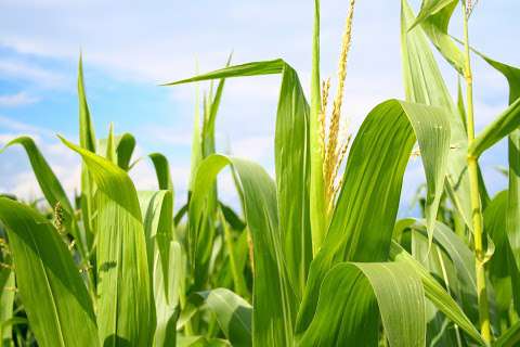 Carseland Nitrogen Operations, Agrium